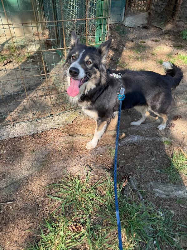 Mila - Splendida Border Collie da amare Foto 2